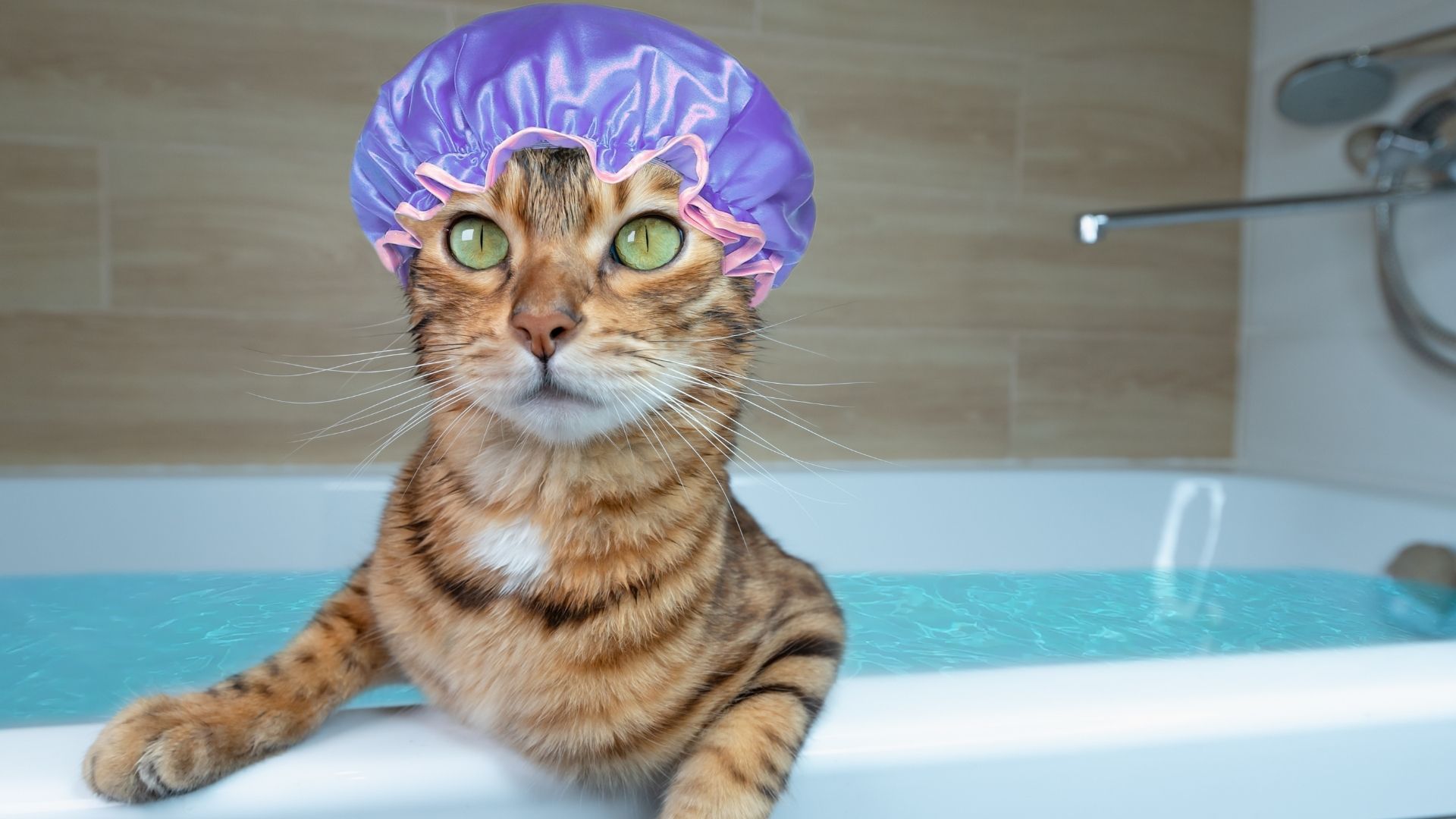 Kedi Bakımında Dikkat Etmeniz Gereken 5 Nokta